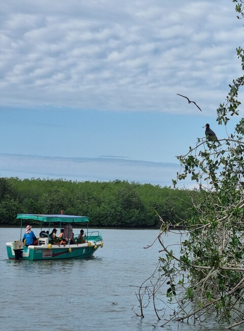 Aventura con manglares y cocodrilos