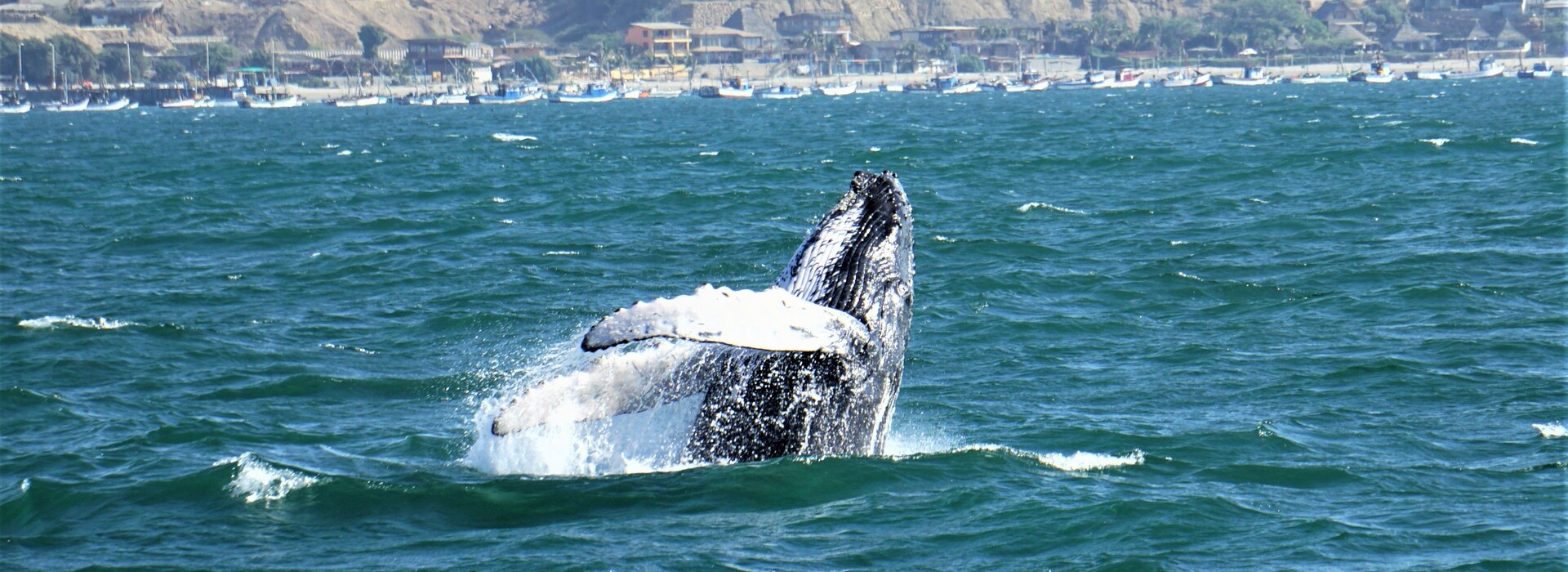 Avistamiento de Ballenas Jorobadas