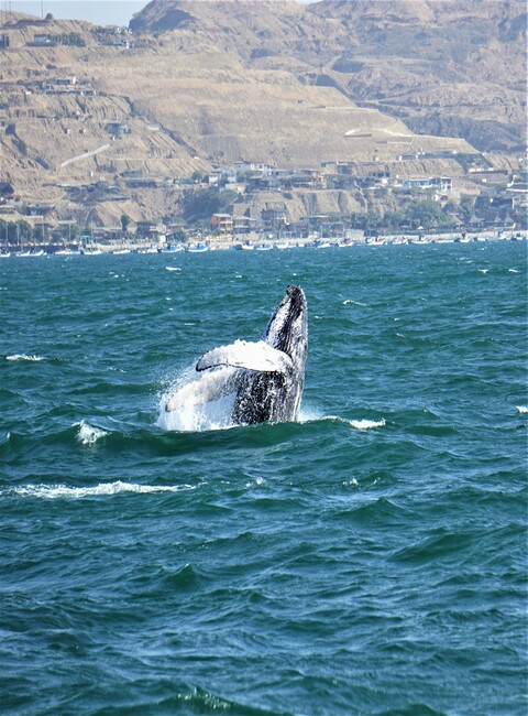 Avistamiento de Ballenas Jorobadas