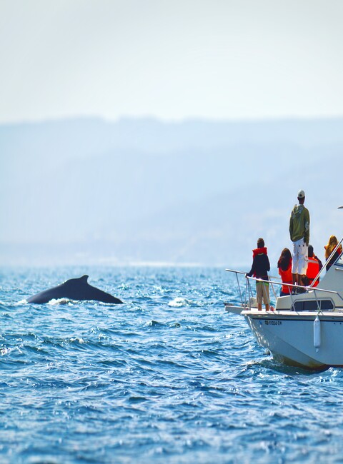 Avistamiento de Ballenas + Experiencia Nado Marino