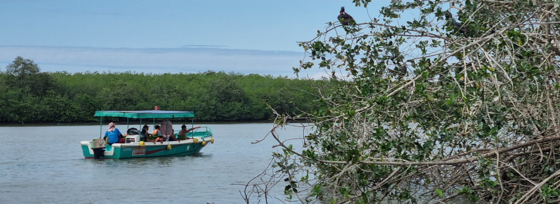 Aventura con manglares y cocodrilos